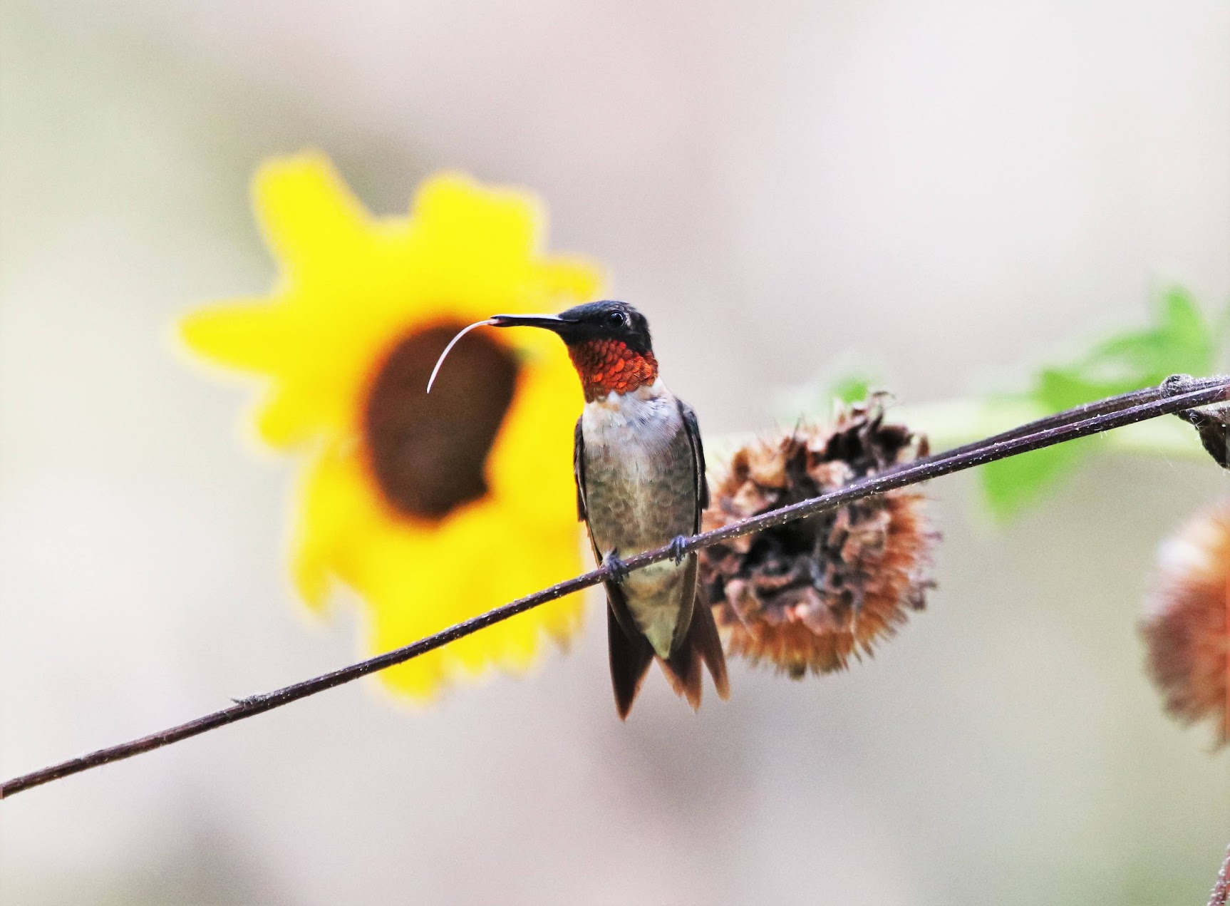 A small bird perched on a lichen-covered branch in warm morning light